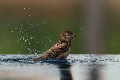 鳥の水浴び