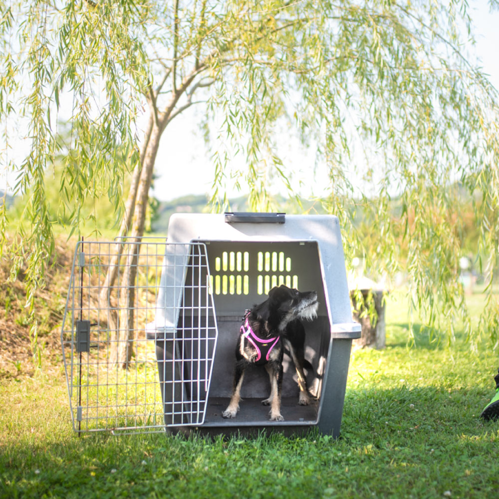 ペットキャリー 大型犬用 アトラス プロフェッショナル atlas 4サイズ展開 飛行機IATA航空輸送基準をクリア – ファンタジーワールド  [FANTASY WORLD]