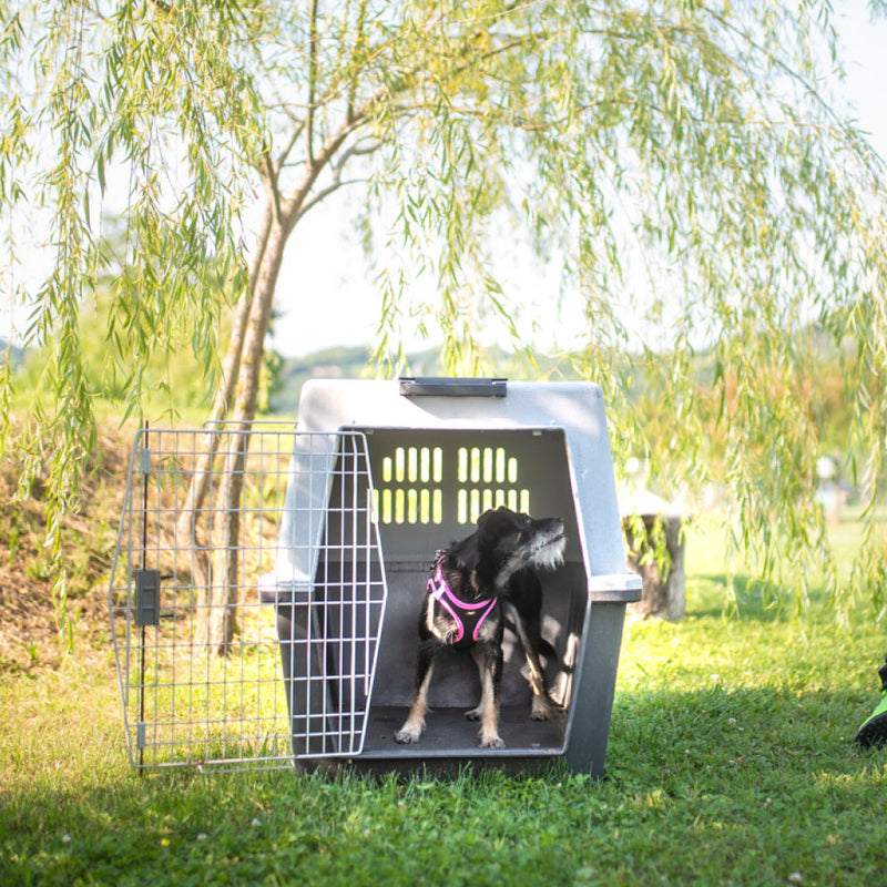 ペットキャリー 大型犬用 アトラス プロフェッショナル atlas 4サイズ展開 飛行機IATA航空輸送基準をクリア