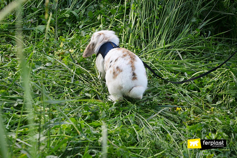 リードつき ハーネス 小動物・猫用 jogging ジョギング